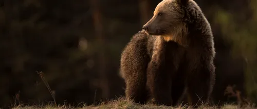 O ursoaică și puiul său au fost văzuți într-un parc din Târgu Mureș. Localnicii, avertizați printr-un mesaj RO-Alert emis de autorități
