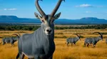 Specia de mamifer dispărută pe care cercetătorii americani încearcă să o readucă la viață pe Pământ după 200 de ani de la extincție
