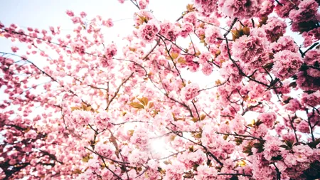 Vremea EXTREMELOR! Cod galben de vânt și temperaturi de mai în România