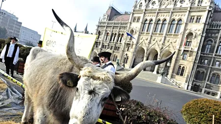 Ungaria le interzice străinilor să cumpere terenuri agricole