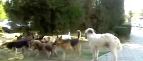 Măsuri EXTREME pentru limitarea PESTEI PORCINE: Zeci de câini vagabonzi ÎMPUȘCAȚI de vânători
