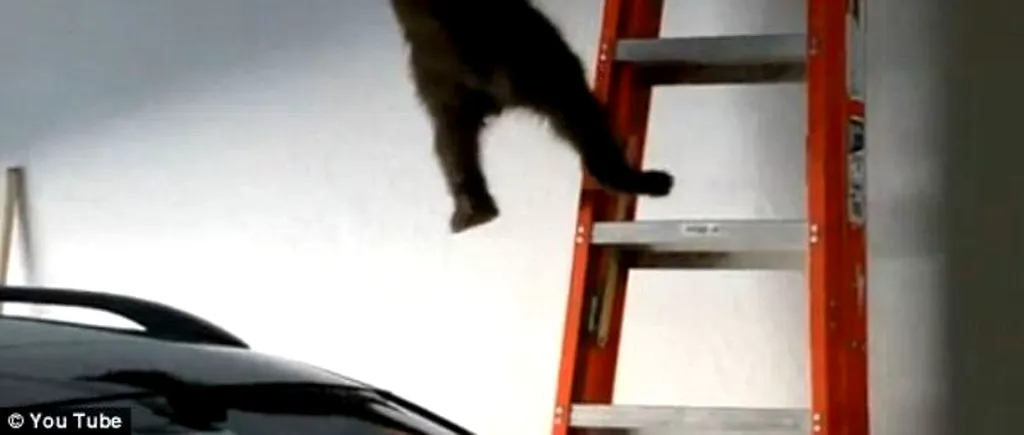 VIDEO. Un pui de urs face acrobații într-un garaj
