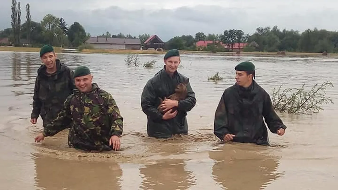Fotografiile care au impresionat toată România: Un pui de căprioară, salvat din apă de Vânătorii de munte: 