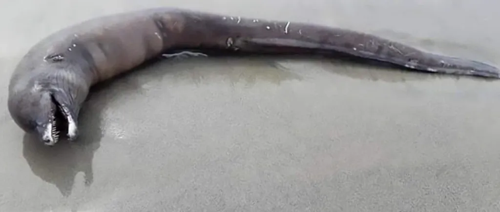 Creatură marină ciudată, descoperită pe o plajă din Mexic. Delfin fără ochi, cu dinți de rechin și coadă de țipar