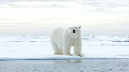 Un grup de cercetători ruși a fost încojurat de 10 urși polari pe o insula din Oceanul Arctic. Cum au reușit să scape