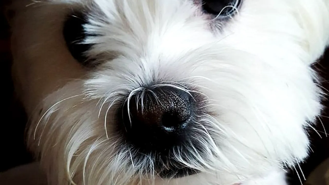 Proprietarii de câini sunt parteneri fideli. Motivul este cu adevărat interesant