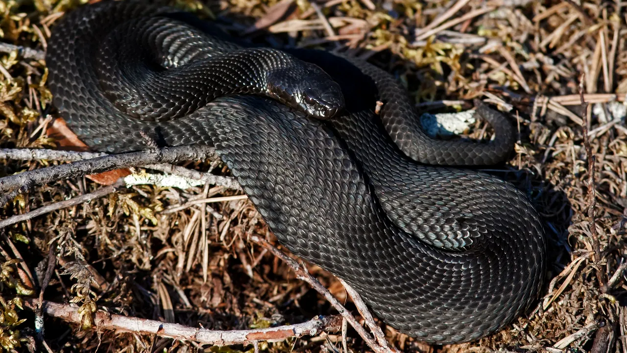 Femeie din Iași, mușcată de UN ȘARPE în propria grădină