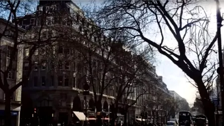 ILUZIE optică virală | Poți găsi câinele ascuns în această fotografie? Doar 1 din 100 îl văd!