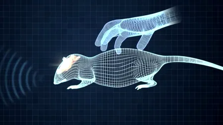 Melancolia dresorului de șobolani și CEX-ul PSD