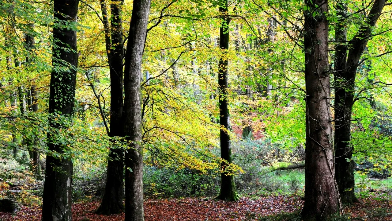Sindicaliștii Federației Silva contestă reforma Romsilva și anunță PROTESTE: „Pădurile statului sunt în pericol”