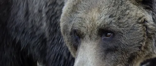 Ce spune Victor Ponta despre braconierul decedat în urma atacului ursului