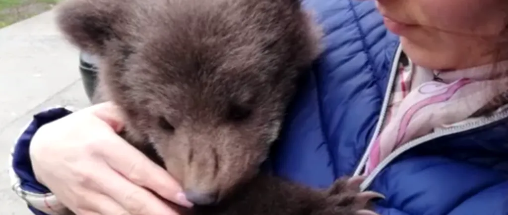 Un pui de urs, pierdut de mama lui, salvat din apele unui râu - VIDEO