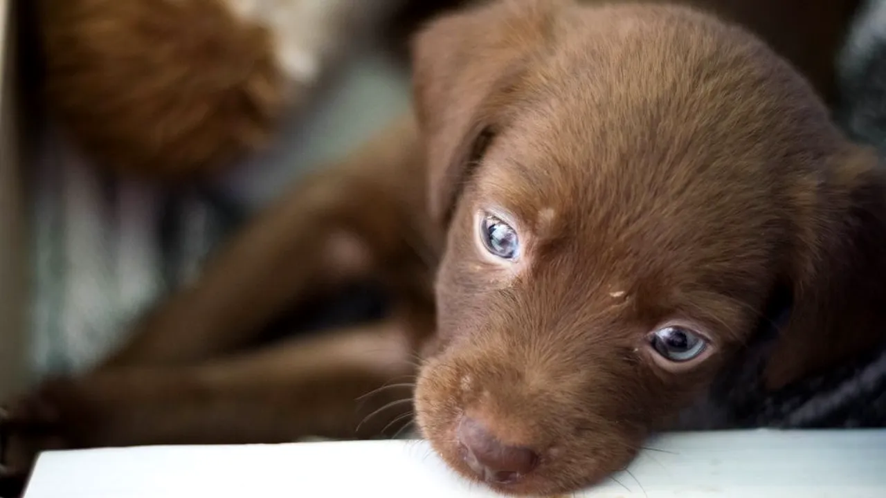 Șase câini au fost găsiți împușcați, pe marginea unui câmp din Suceava 