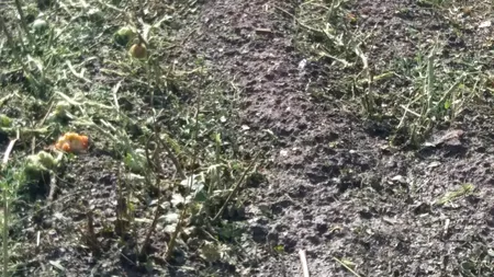 Grindina și vijelia au DEVASTAT culturile din Dolj: Fermierii cer despăgubiri și sisteme antigrindină / Primar: „Oamenii sunt disperați”