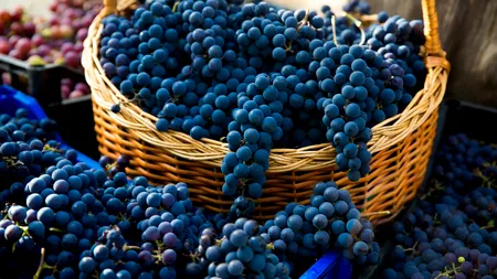 STUDIU: Strugurii există mulțumită dinozaurilor. Cum s-a răspândit vița de vie