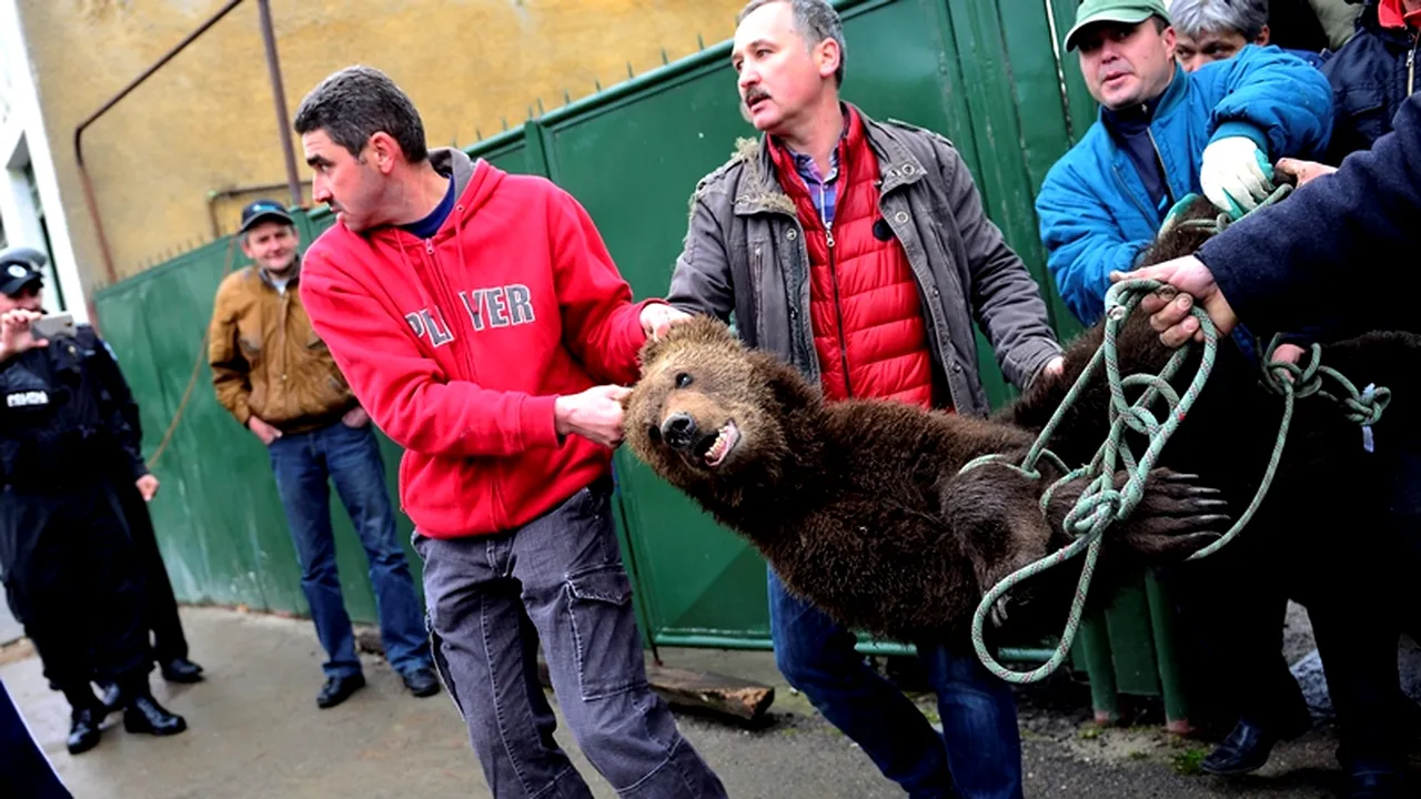 Ce se va întâmpla cu puiul de urs găsit în pivnița unei case din Sibiu