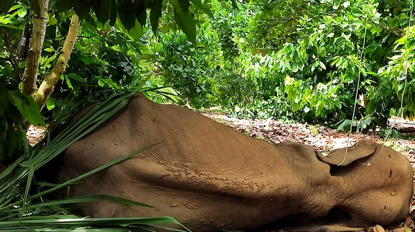 ÎNFIORĂTOR. O femelă elefant a mâncat un ananas în interiorul căruia erau ascunse petarde, folosit de localnici pentru a-și proteja câmpurile împotriva mistreților. Elefantul a decedat în chinuri