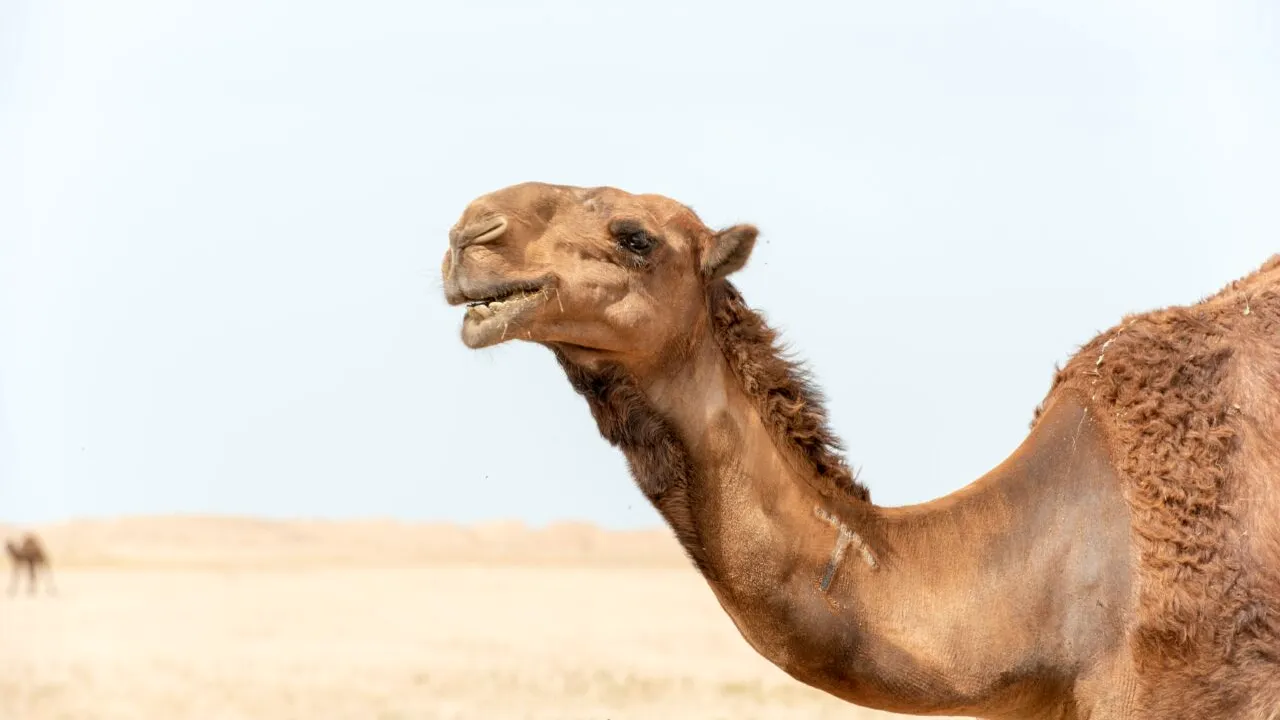 Gripa cămilei (MERS), o boală mai mortală decât Covid 19, se poate răspândi în lume din cauza Campionatului Mondial de Fotbal