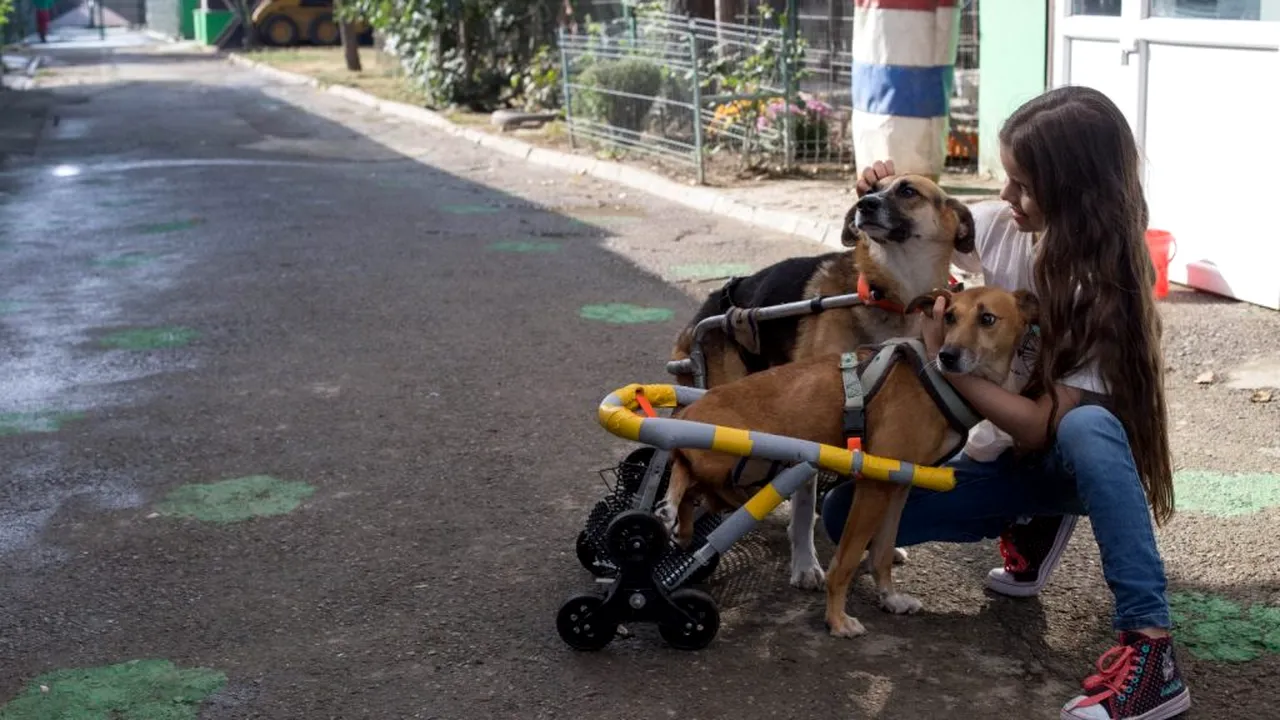 Primul muzeu dedicat câinilor fără stăpân din România, inaugurat la Popeşti-Leordeni. „Mesagerii Speranței” își așteaptă oamenii lor (FOTO+VIDEO)