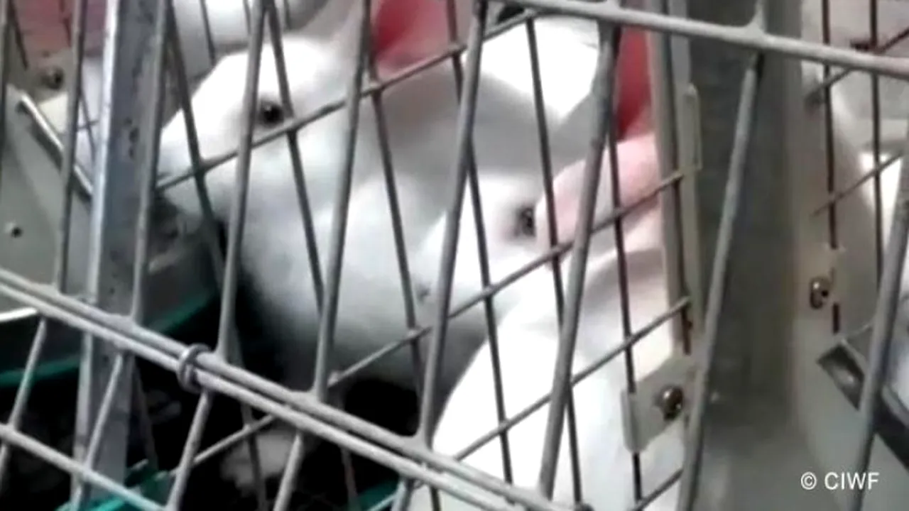 Discuții aprinse în ceea ce privește bunăstarea celei de-a doua cea mai abatorizată specie de animale din UE