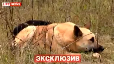 LOIALITATE DE CÂINE. Și-a păzit prietenul mort timp de șapte zile. VIDEO