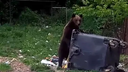 Panică la Bușteni: Urșii se plimbă în miezul zilei prin oraș, să caute de mâncare VIDEO