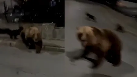 Imagini șocante cu o ursoaică atacând un bărbat pe o stradă din Bușteni