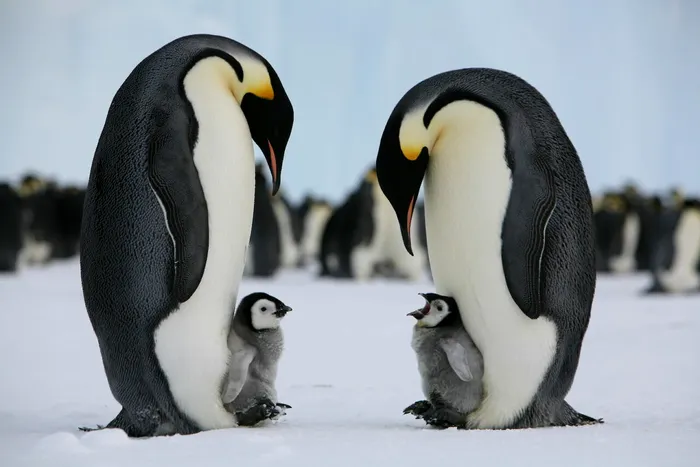 Pinguinii imperiali trăiesc doar în Emisfera Sudică, pe banchizele imense plutitoare ale Antarctidei (Sursa Foto: Australian Antarctic Program)