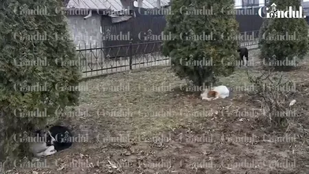 O haită de câini a apărut la capela unde este depusă Ana Oros. Poliția Locală a chemat ASPA | VIDEO