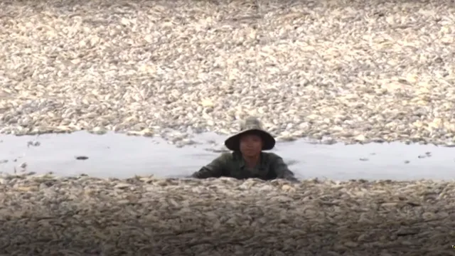 <span style='background-color: #1e73be; color: #fff; ' class='highlight text-uppercase'>EXTERNE</span> VIDEO | Sute de mii de pești mor în Vietnam. Ce cauzează acest dezastru fără precedent