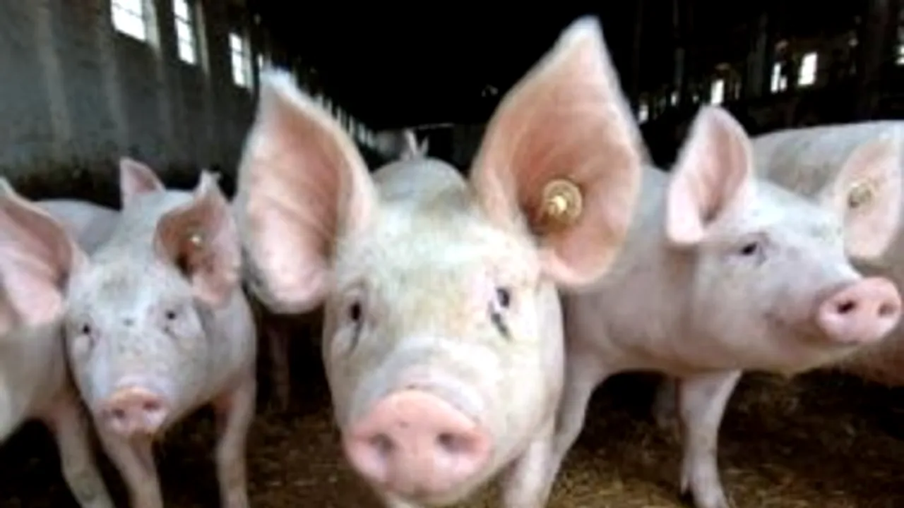 Peste 600 de PORCI au ars de vii la o fermă din județul Cluj!