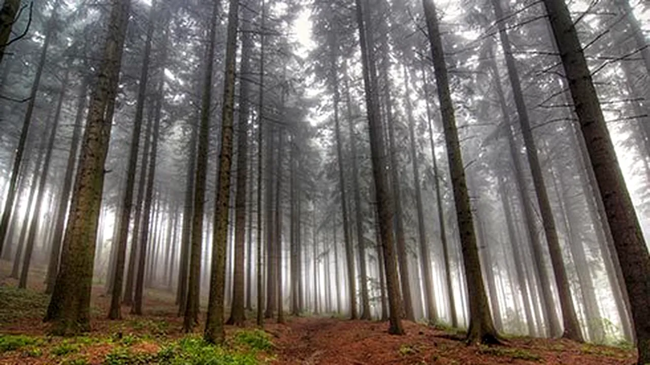 Restituirea terenurilor forestiere, atacată de Iohannis la CCR. De ce consideră președintele că legea este neconstituțională