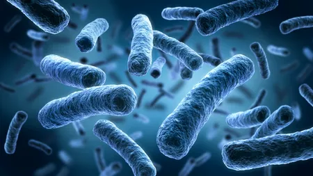 Alertă în Polonia! 5 oameni au murit din cauza unei bacterii extrem de periculoase