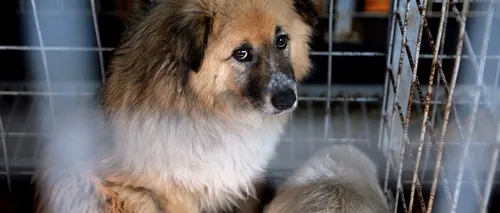 Număr record de adopții de câini în Timișoara în urma anunțului că aceștia vor fi eutanasiați