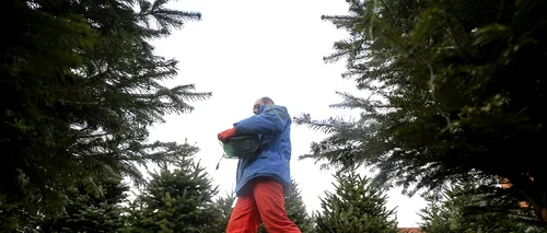 Brazi de Crăciun în GHIVECE. Direcția Silvică Bistrița protejează natura și NU TAIE pomi pentru comercializare