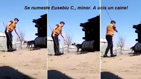 SADIC. Un băiat de 15 ani din Dolj a omorât cu o rangă un cățel legat! IMAGINI CU IMPACT EMOȚIONAL