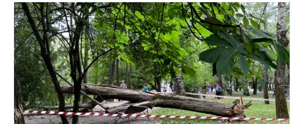 Incident șocant în Parcul IOR din Capitală. Femeie RĂNITĂ după ce un copac s-a prăbușit peste banca pe care stătea. Anunțul făcut de ISU București