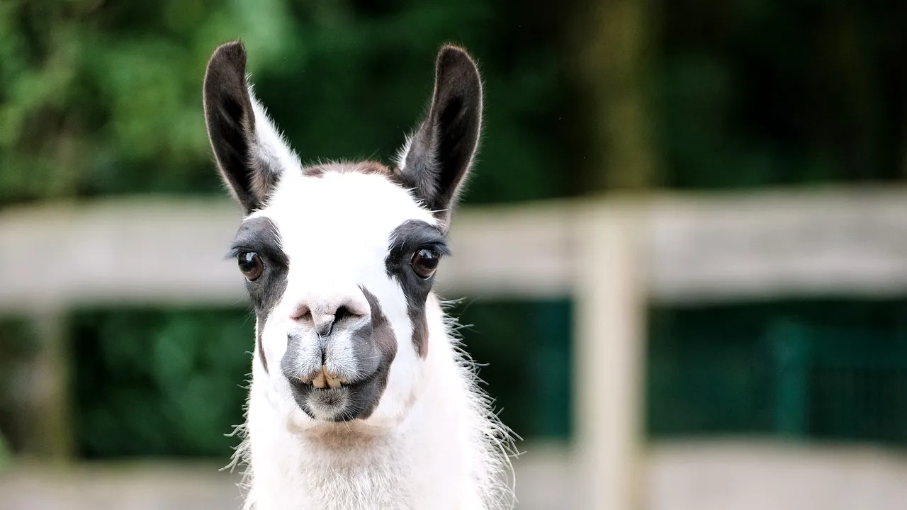 O lamă pe nume Fifi a ajutat cercetătorii să creeze o terapie anti-COVID: „Are cei mai eficienți agenți de neutralizare”