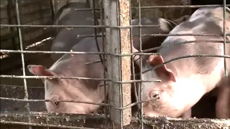 Mulți români își cresc singuri PORCUL în propria gospodărie, dar cu ce preț? Cât costă, de-a lungul anului, să ai carne proaspătă de Crăciun