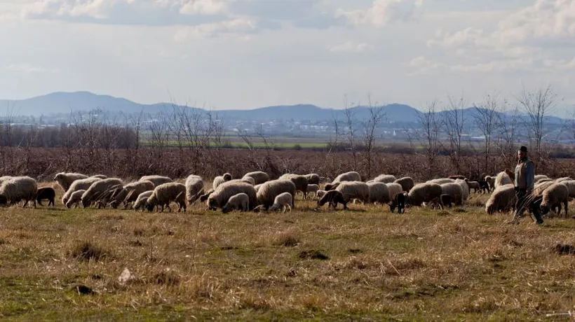 „MIORIȚA” de Dâmbovița. Un cioban a fost omorât la stână în urma unor neînțelegeri pe tema împărțirii pășunilor