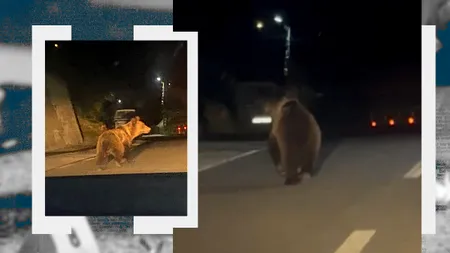 Jandarmii vâlceni, în alertă. URȘII au invadat localitățile din județ