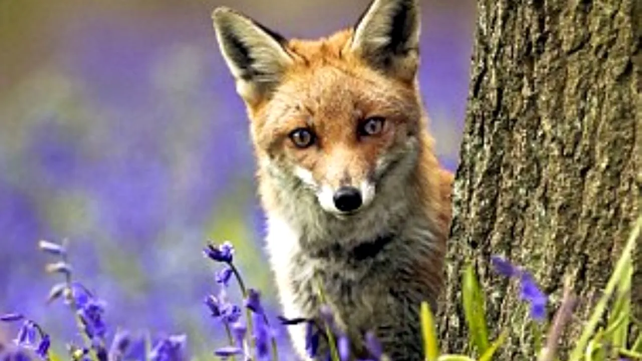 O soferiță a distrus un bar după ce a evitat o vulpe