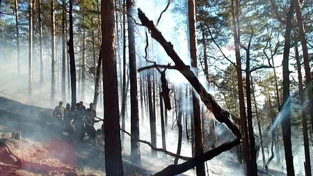 Incendiu puternic într-o zonă împădurită din Bacău, zece hectare de vegetație fiind afectate