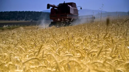 Financial Times: Ucraina va interzice exporturile de grâu, după ce prețurile materiilor prime pentru industria alimentră au crescut puternic