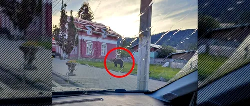 VIDEO | Urs filmat plimbându-se prin Bușteni, chiar lângă Secția de Poliție. A fost emis un mesaj RO-Alert