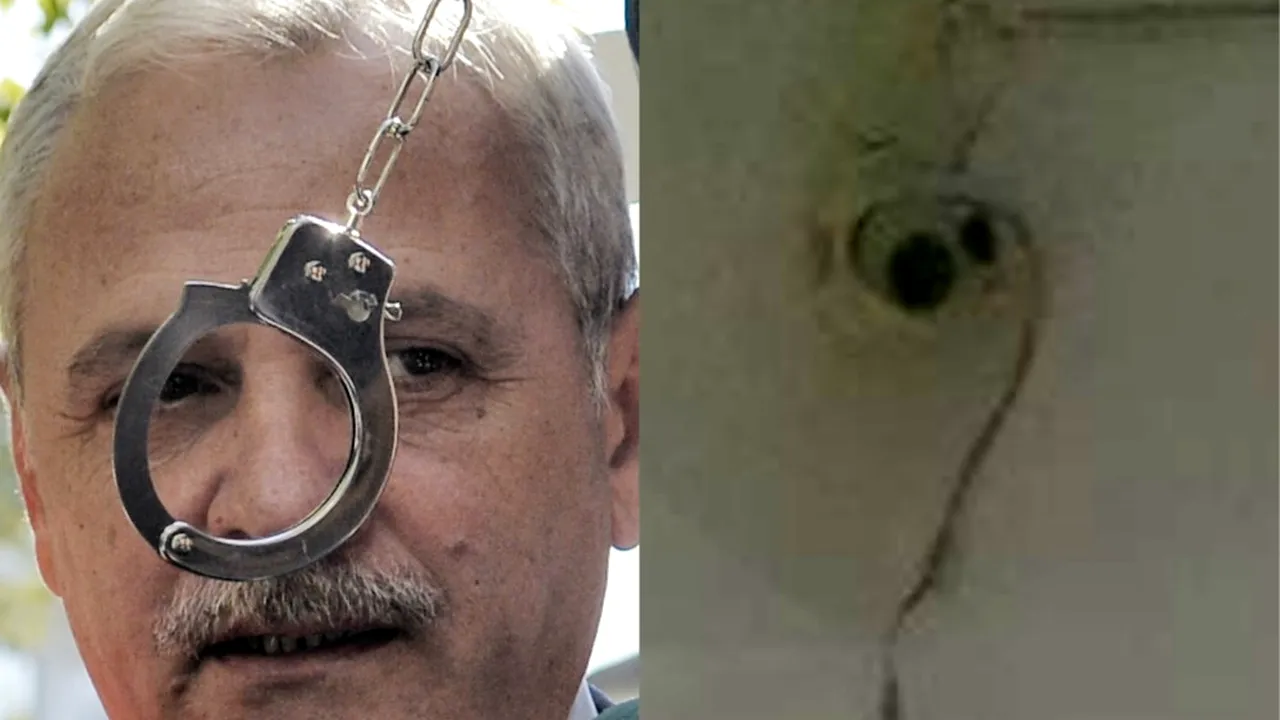 BIG BROTHER la Direcția pentru Protecția Copilului TELEORMAN, cunoscută din dosarul lui DRAGNEA