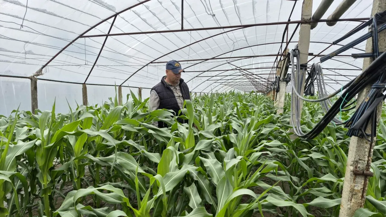 Culturi adaptate schimbărilor climatice și scumpirilor carburanților. Porumbul zaharat, noua cultură care înlocuiește pepenii și tomatele