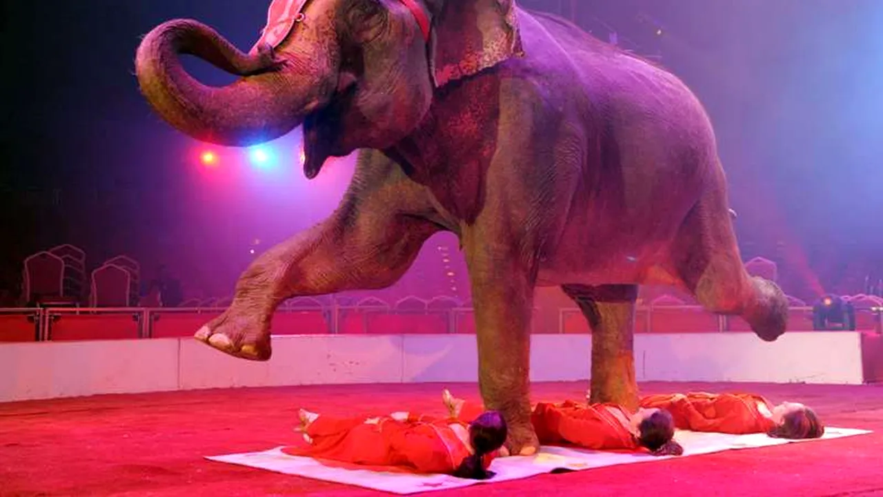 Doi elefanți au fost salvați de la îngheț după ce dresorii le-au dat să bea zece litri de vodcă