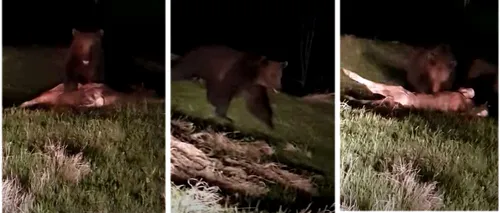 Ursul din Pojorâta, filmat de un sucevean în timp ce îi devora un vițel din ogradă - VIDEO