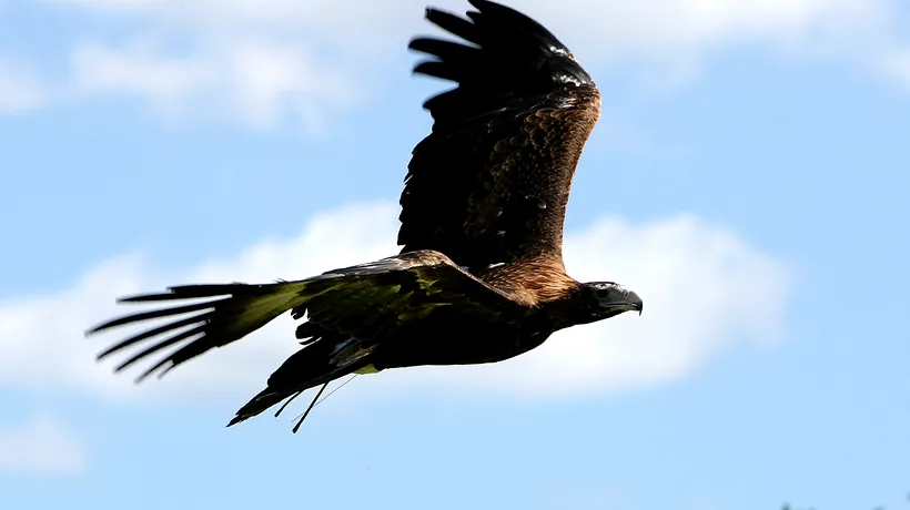 Sudanul a capturat un vultur dotat cu echipamente electronice, acuzând Israelul de spionaj